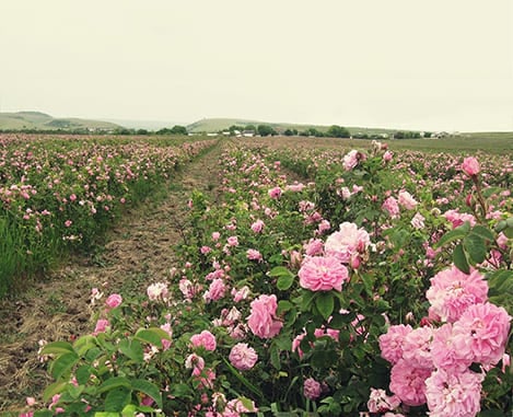 Pétalas de Rosa Turcas